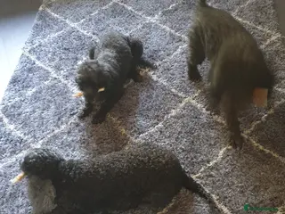 Poodle dogs Mixture poodles - Advert 16