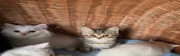 British Shorthair cats for sale: Beautiful Pedigree British Shorthair Kittens in Rochester - Advert 13