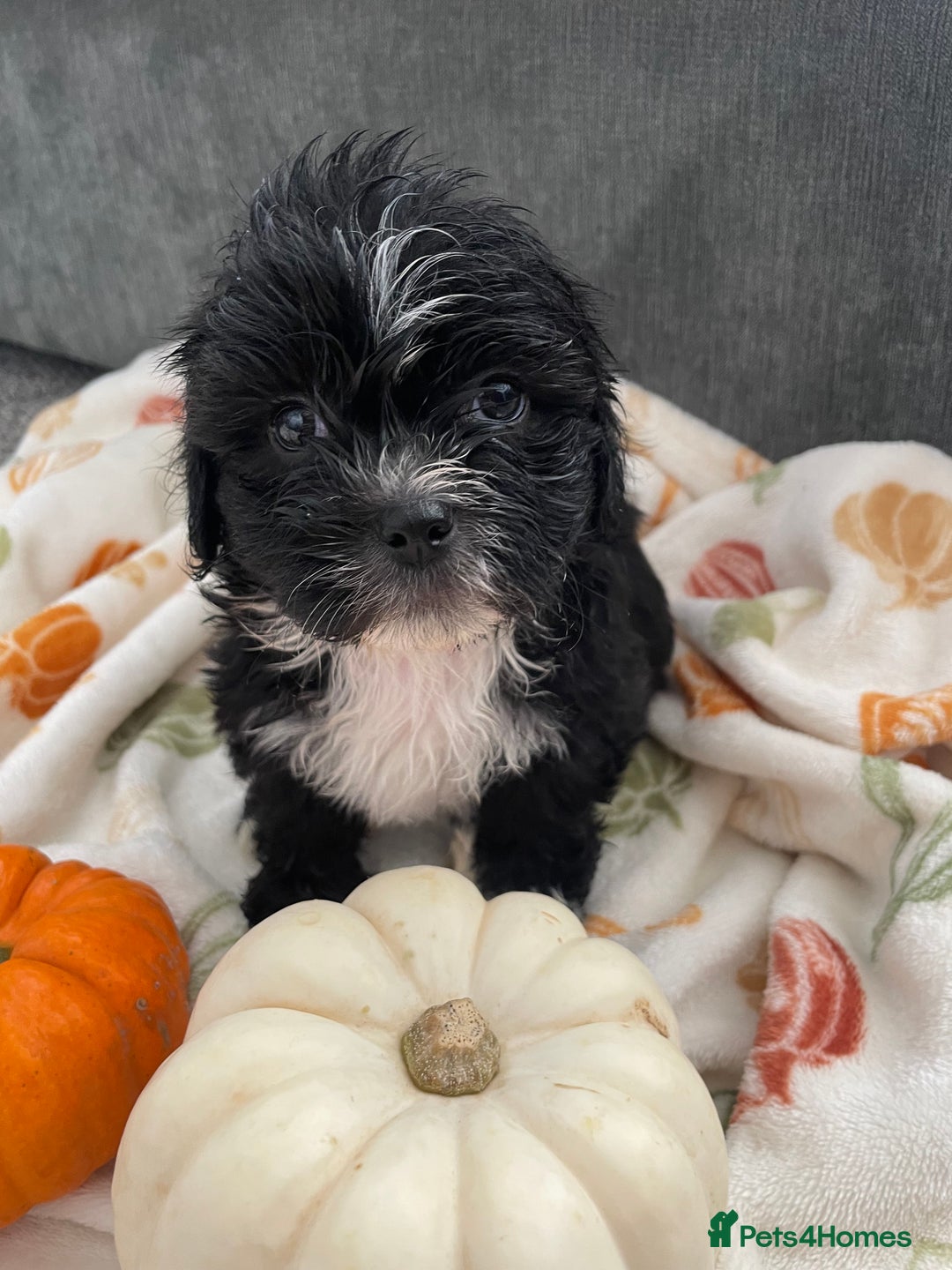 Mixed Breed dogs for sale: Maltese cross La Chon puppies  - Image 22