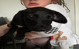 Mixed Breed dogs for sale: Puppy for sale - Image 2