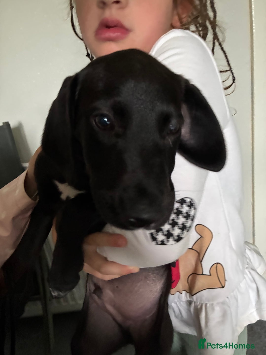 Mixed Breed dogs for sale: Puppy for sale - Image 2