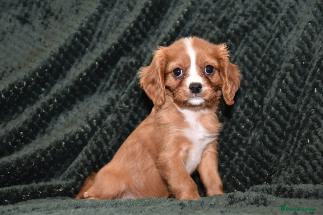 Cavalier King Charles Spaniel dogs for sale: Two Cavalier King Charles Spaniel Females - Advert 2