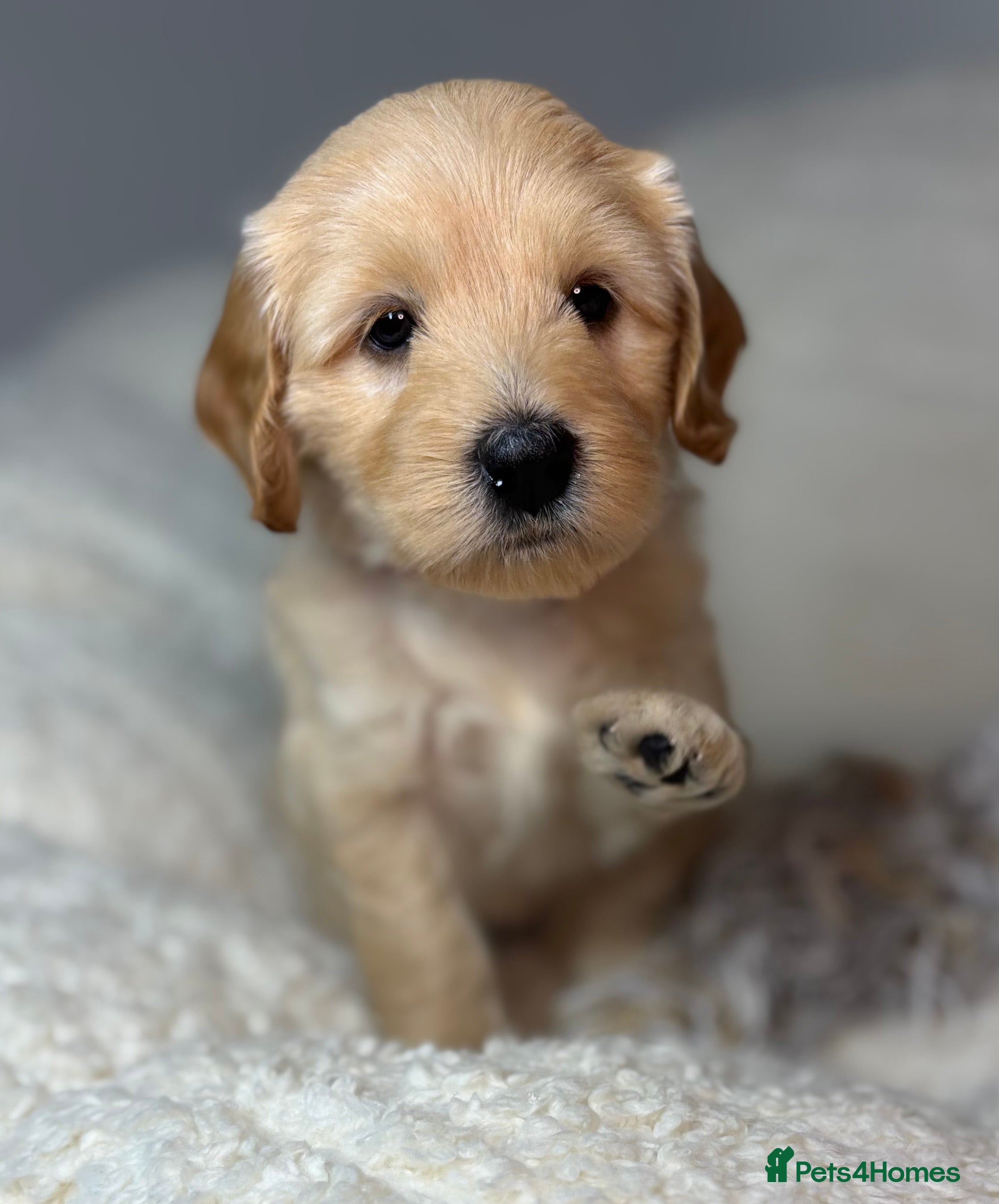 Goldendoodle dogs  Health Tested Multigen Goldendoodle Puppies  - Advert 2