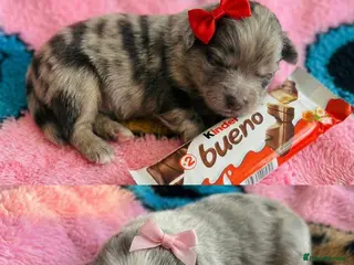 Pomeranian dogs ✨🐾Mini Pom Stars🏆🐶🐾✨ - Advert 10