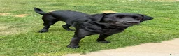 Labrador Retriever dogs for sale: Black Labrador Retriever in Alfreton - Advert 5
