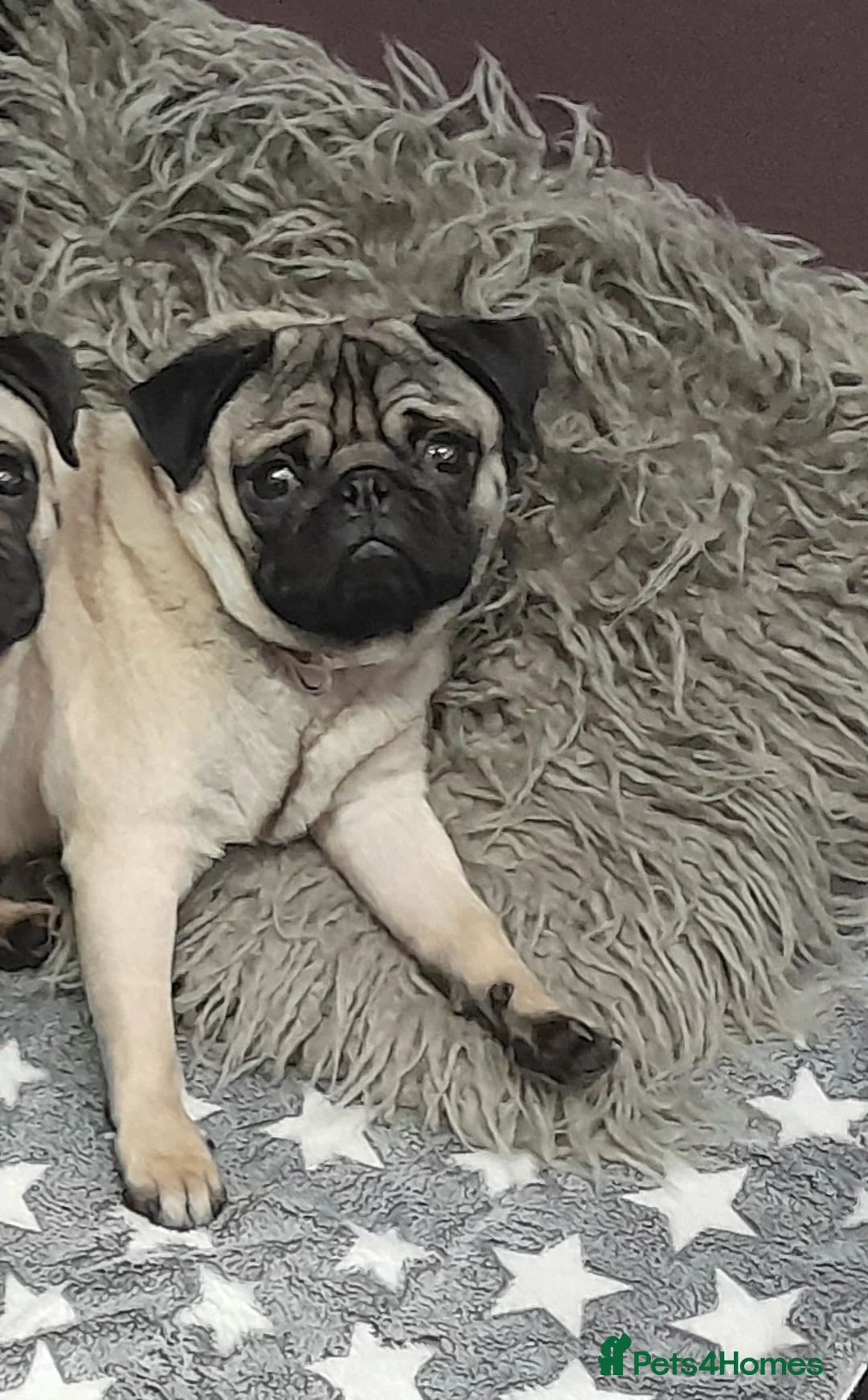 Pug dogs for stud: Kc reg stud pug in Waltham Cross - Advert 3