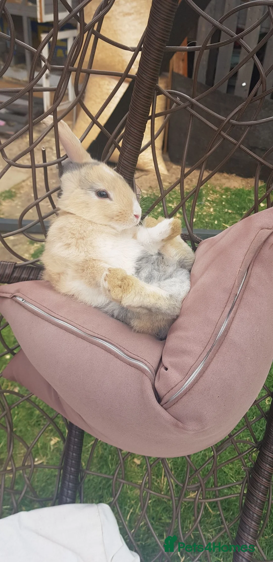 Mixed Breed rabbits for sale: 3 babies and mum - Advert 33