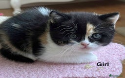 British Shorthair cats for sale: British Shorthair and Longhair kittens - Image 11