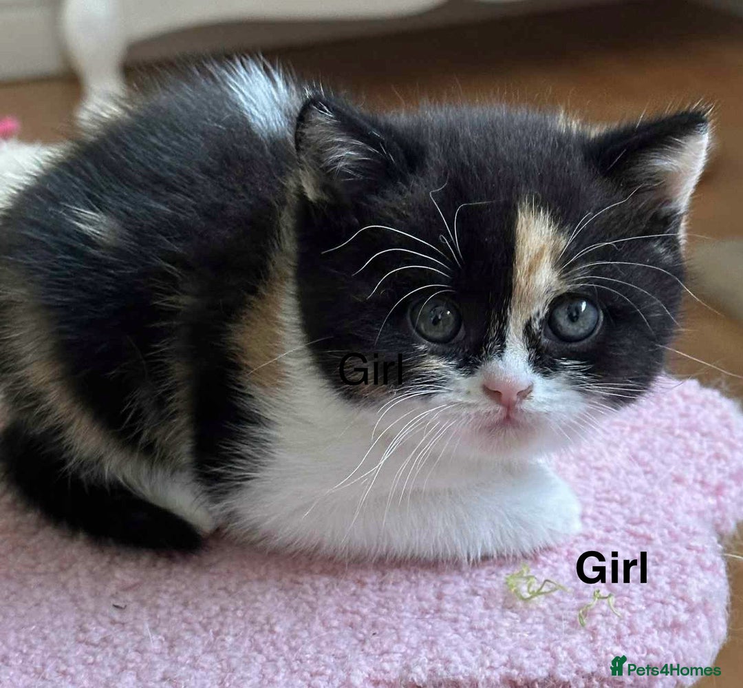 British Shorthair cats for sale: British Shorthair and Longhair kittens - Image 11