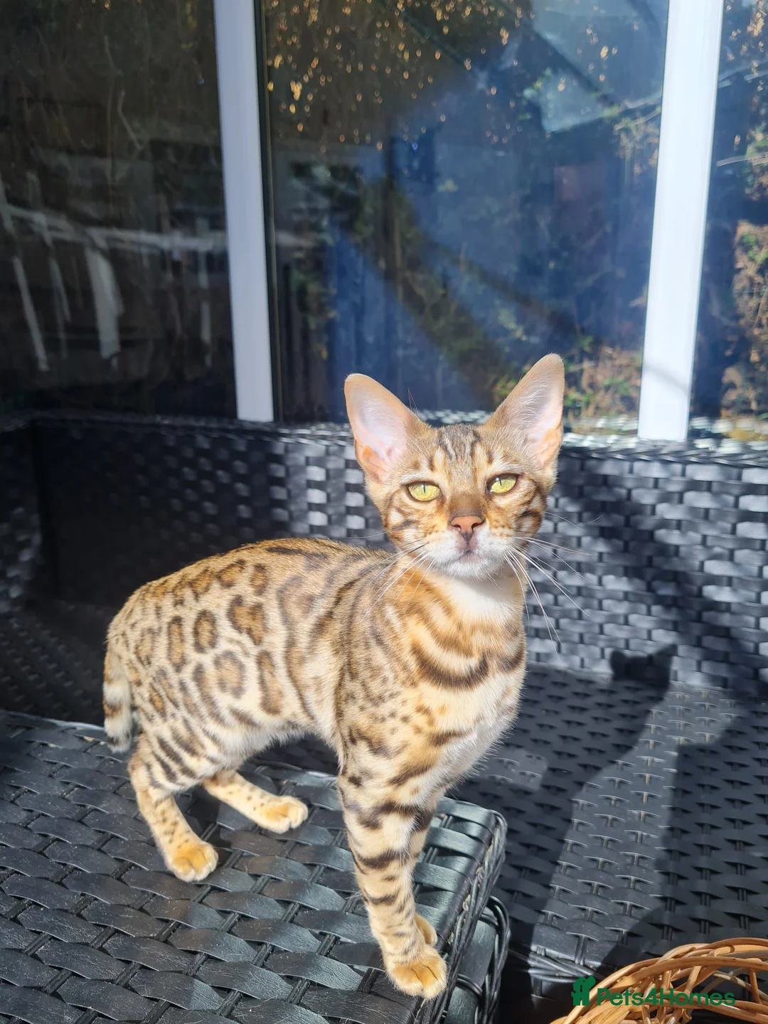 Bengal cats for sale: ❤️ Gorgeous Pure Bengal Kitten Ready to Go ❤️ - Advert 2