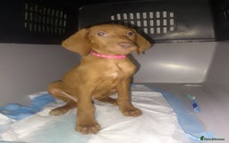 Hungarian Vizsla dogs for sale: Highly intelligent VIZSLA GIRL, bundle of energy  - Image 1