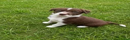 Border Collie dogs for sale: 🐾❤️ ONLY 2 RED & WHITE BORDER COLLIE BOYS LEFT  - Advert 3