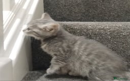 British Shorthair cats for sale: BSH cross kittens - Advert 4