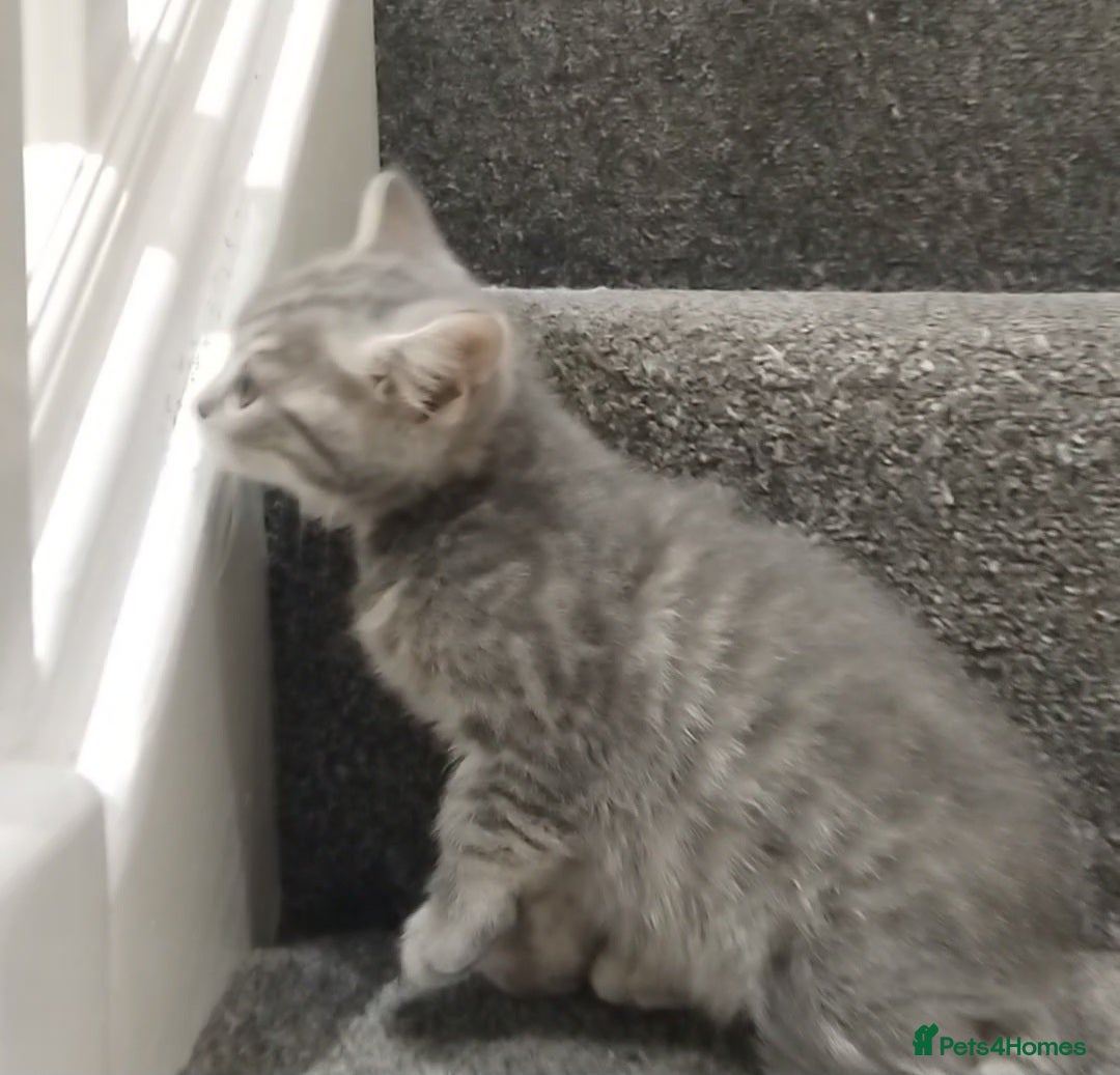 British Shorthair cats for sale: BSH cross kittens - Advert 4