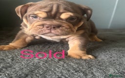 English Bulldog dogs for sale: READY TO LEAVE ENGLISH BULLDOG puppies  - Image 7