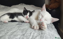 Siberian cats for sale: 1 TUXEDO kitten for sale ♀️ - Image 1