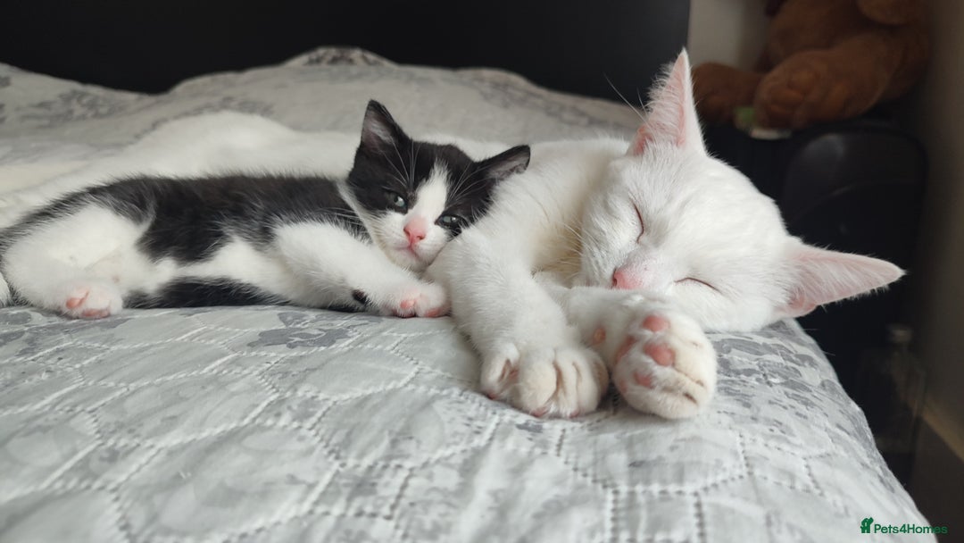 Siberian cats for sale: 1 TUXEDO kitten for sale ♀️ - Image 1