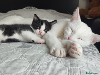 Siberian cats - Advert 17