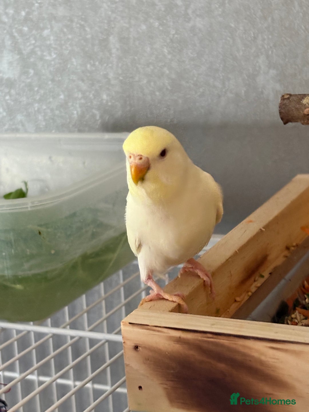Budgerigars birds for sale: Yellow head albino - Advert 2