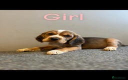 Bocker dogs for sale: Bocker puppies (beagle x cocker)  - Image 4