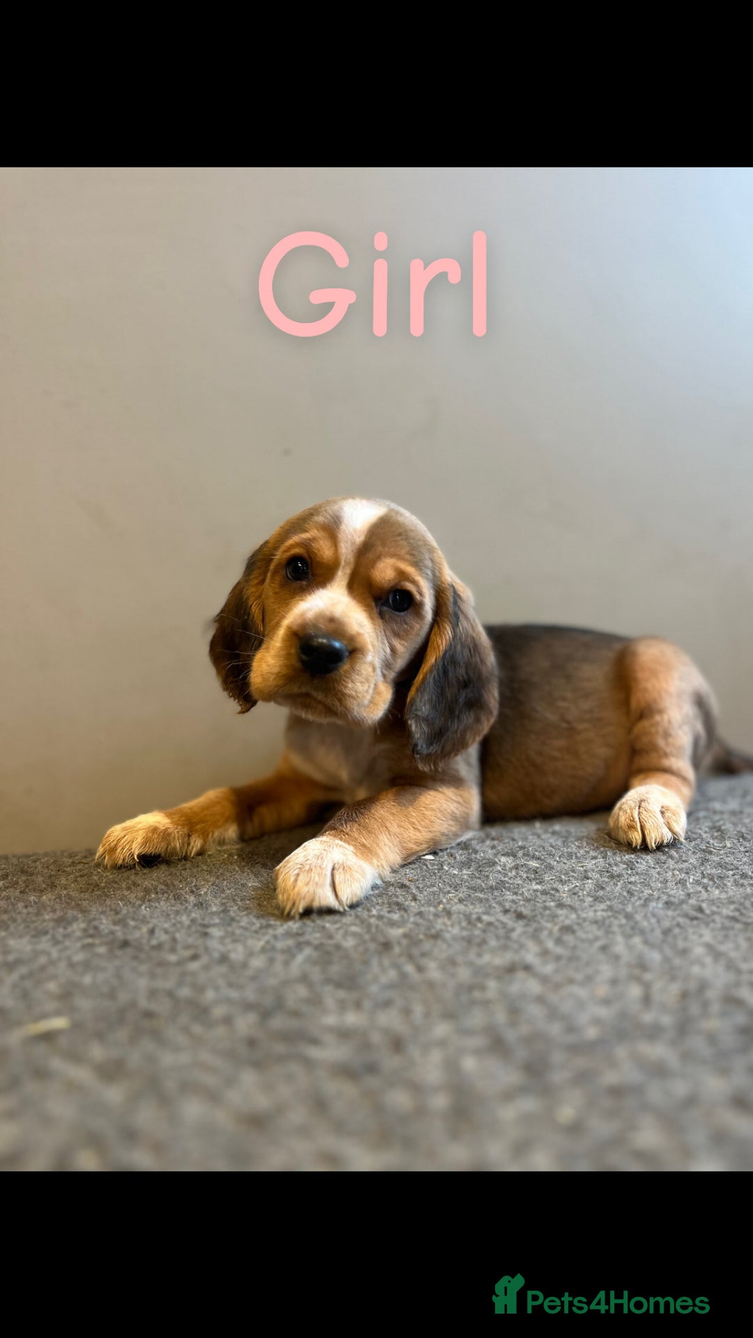 Bocker dogs for sale: Bocker puppies (beagle x cocker)  - Image 4