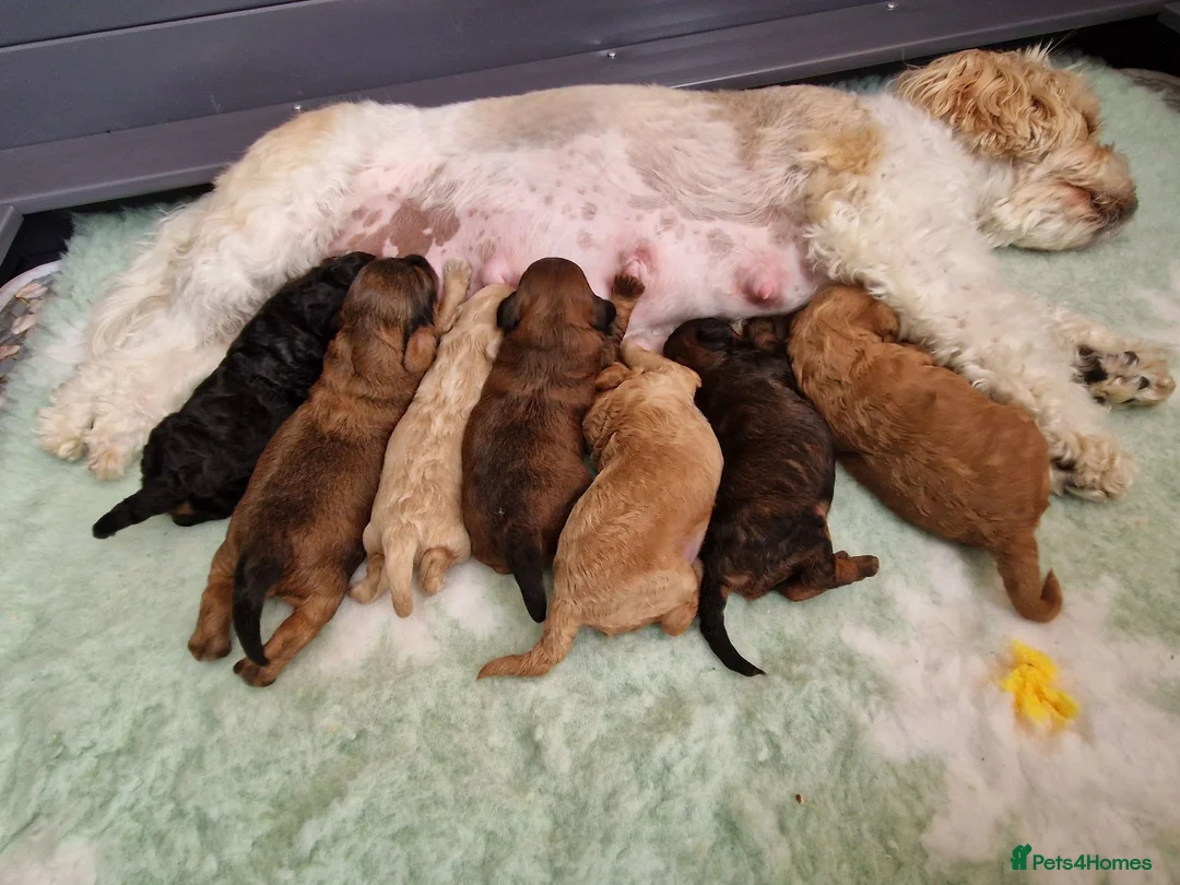 Cavapoochon dogs for sale: Beautiful Cavapoochon Pups  - Advert 2
