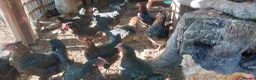 Hens poultry for sale: French Copper Marrans  - Advert 4
