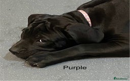 Cane Corso dogs for sale: Big Pure Cane Corso Puppies Ready Now!  - Image 24