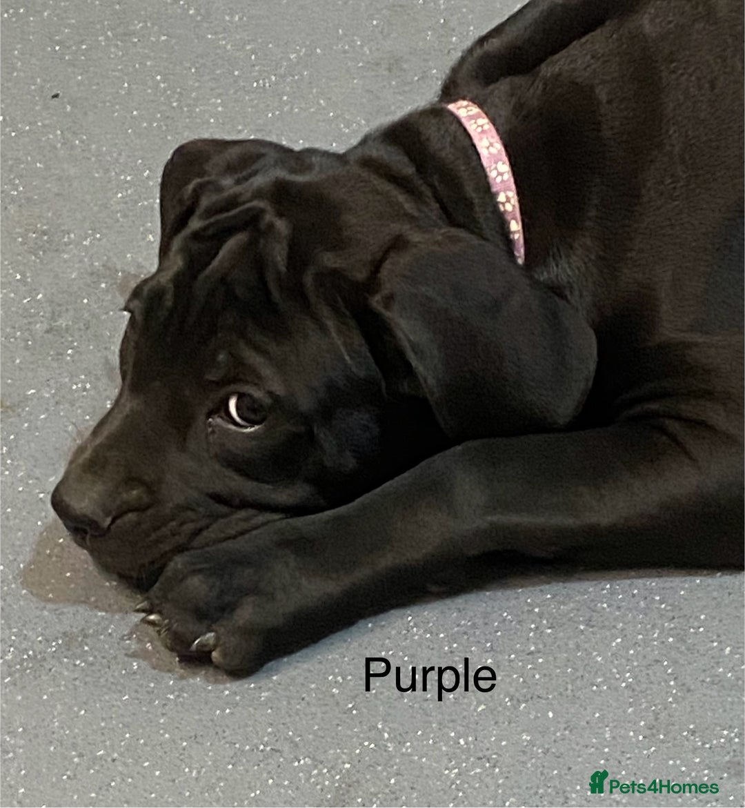 Cane Corso dogs for sale: Big Pure Cane Corso Puppies Ready Now!  - Image 24