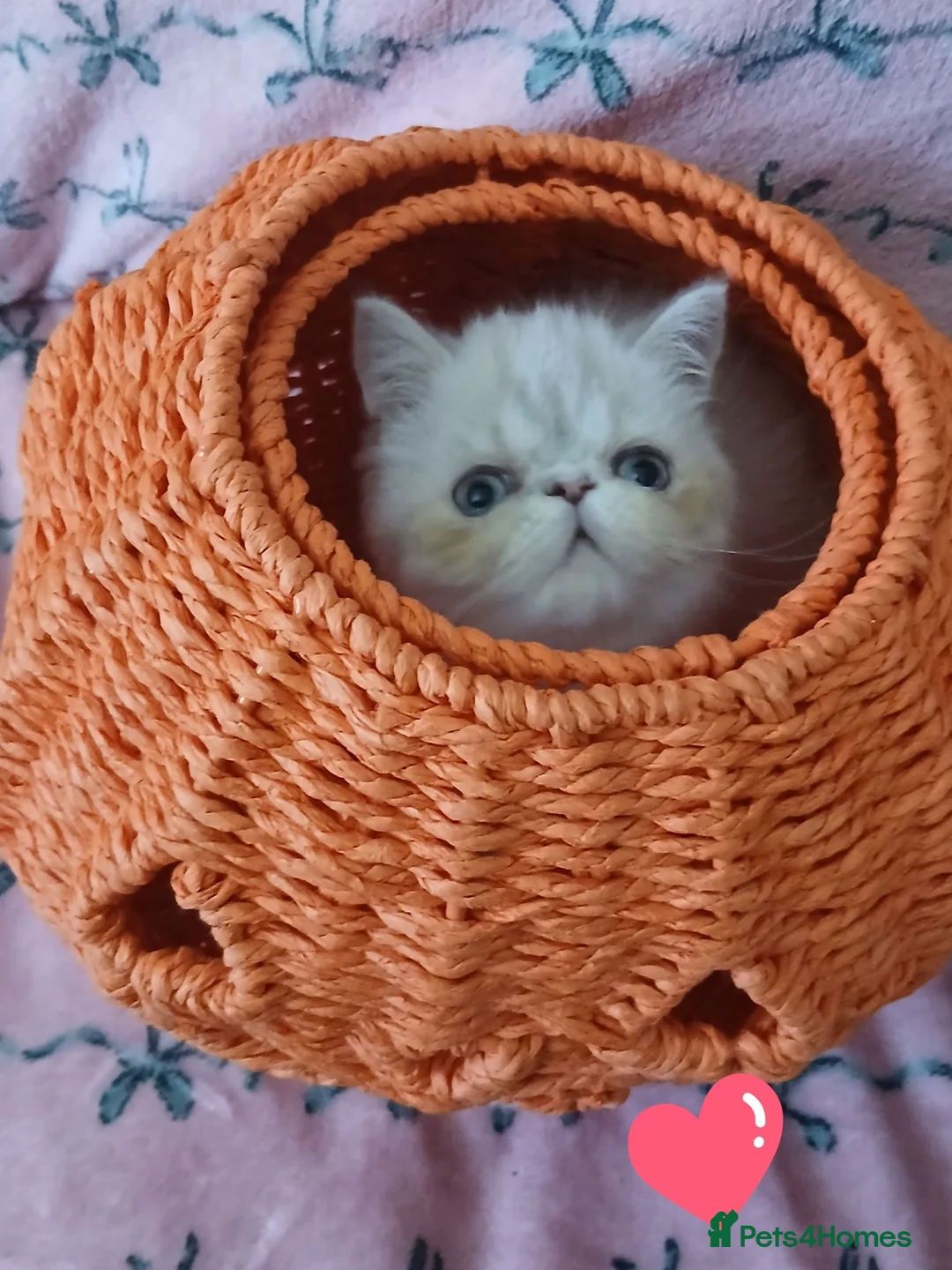 Exotic cats for sale: EXCEPTIONAL PERSIAN EXOTIC KITTENS  - Advert 2