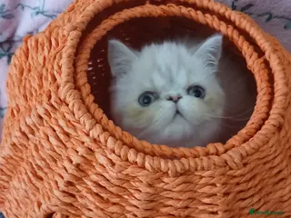 Exotic cats 4 EXCEPTIONAL PERSIAN EXOTIC KITTENS - Advert 3