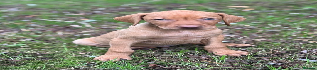 Hungarian Vizsla Puppy 1