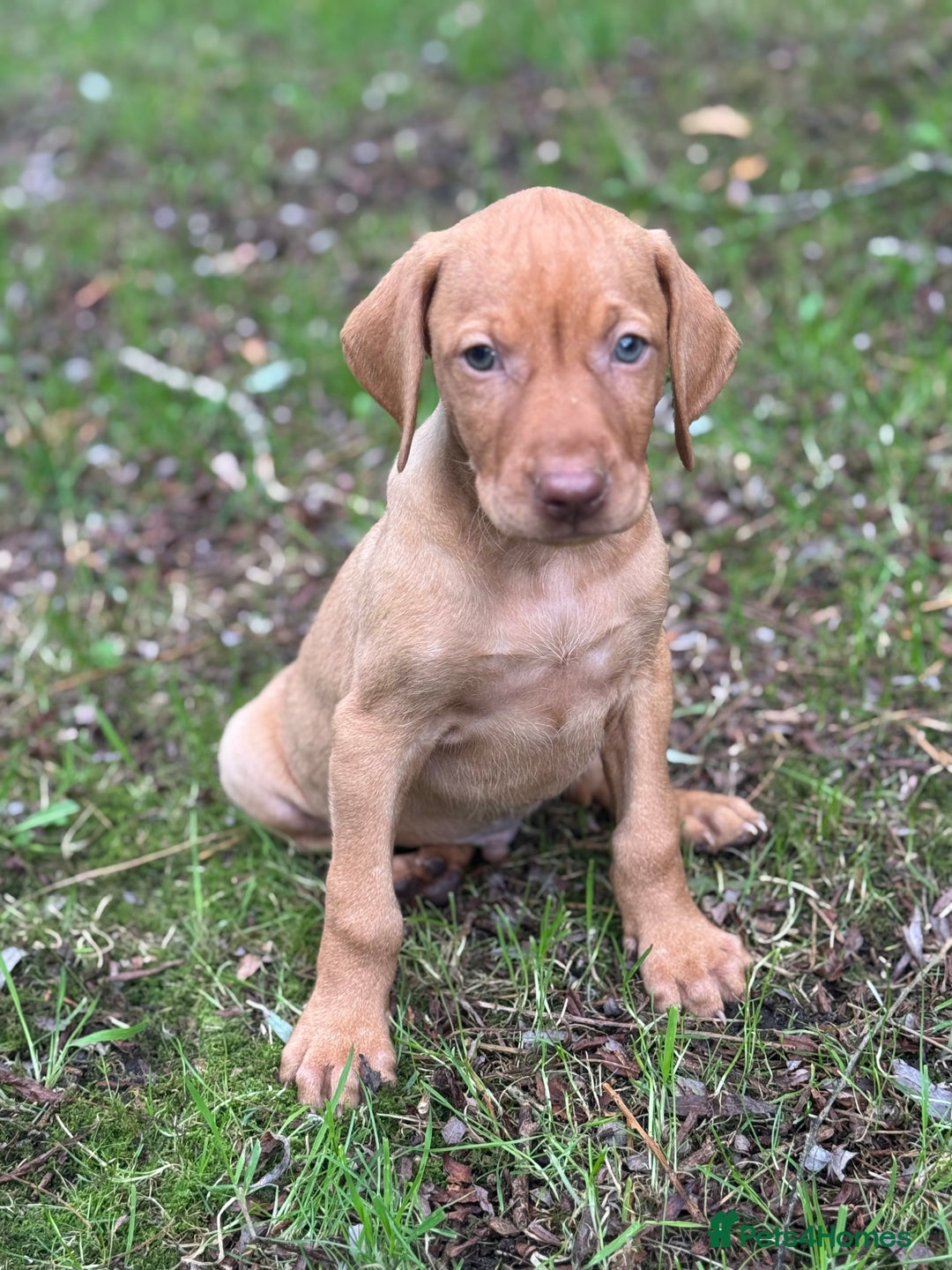 Hungarian Vizsla dogs for sale: PEDIGREE VIZSLA PUPS HIP & ELBOW TESTED PARENTS   - Image 12
