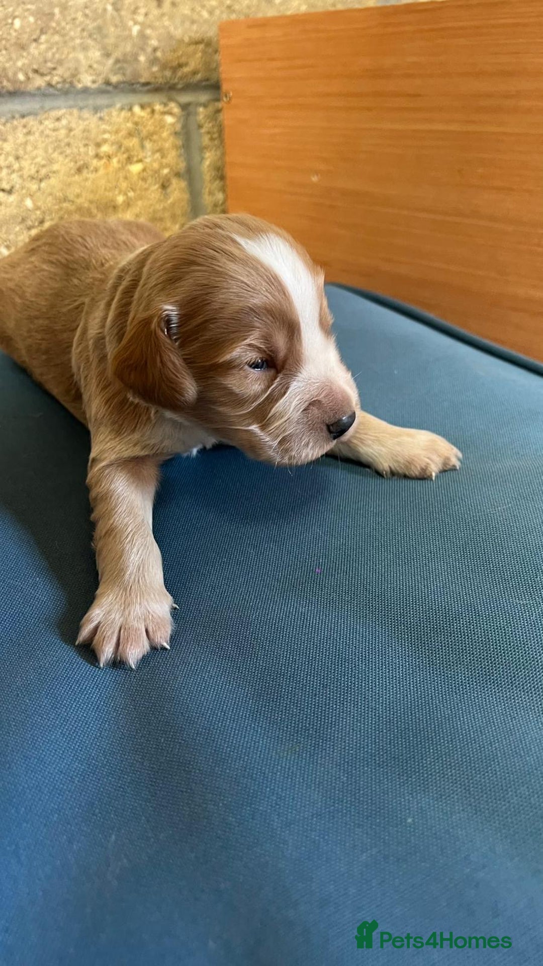 Cocker Spaniel dogs for sale: Working cocker spaniels -legally docked. - Image 12