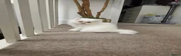 Persian cats for sale: Beautiful persian kittens  - Advert 6
