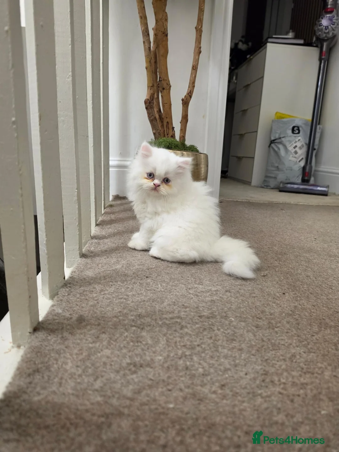 Persian cats for sale: Beautiful persian kittens  - Advert 6