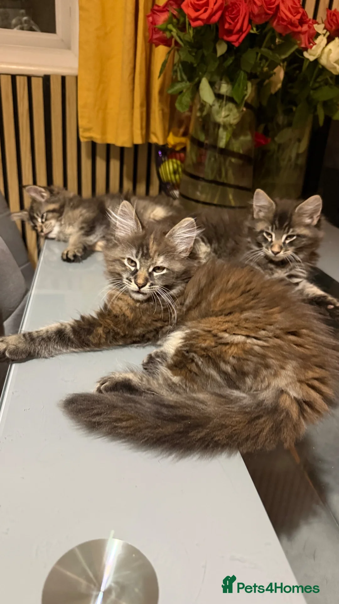 Maine Coon cats for sale: Maine coon - Advert 2