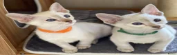 Siamese cats for sale: GCCF Registered Traditional Siamese Kittens.  - Advert 11