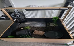 Tortoise reptiles for sale: Horsefield tortoise  - Image 2