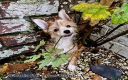 Chinese Crested dogs for sale: 12 weeks old  hl boy 1800, pp boy 970 in Crewe - Image 3