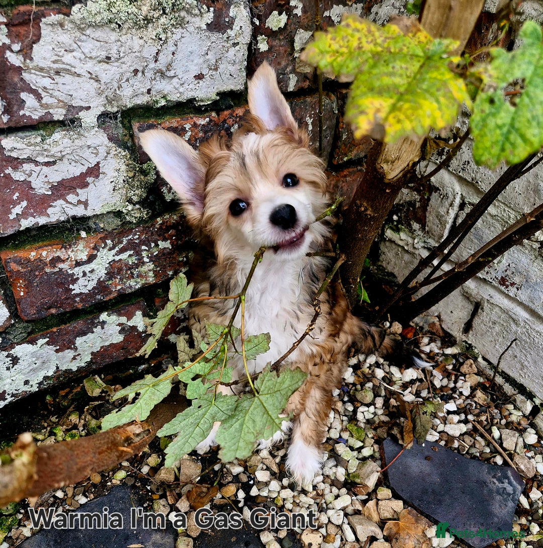 Chinese Crested dogs for sale: 12 weeks old  hl boy 1800, pp boy 970 in Crewe - Image 3