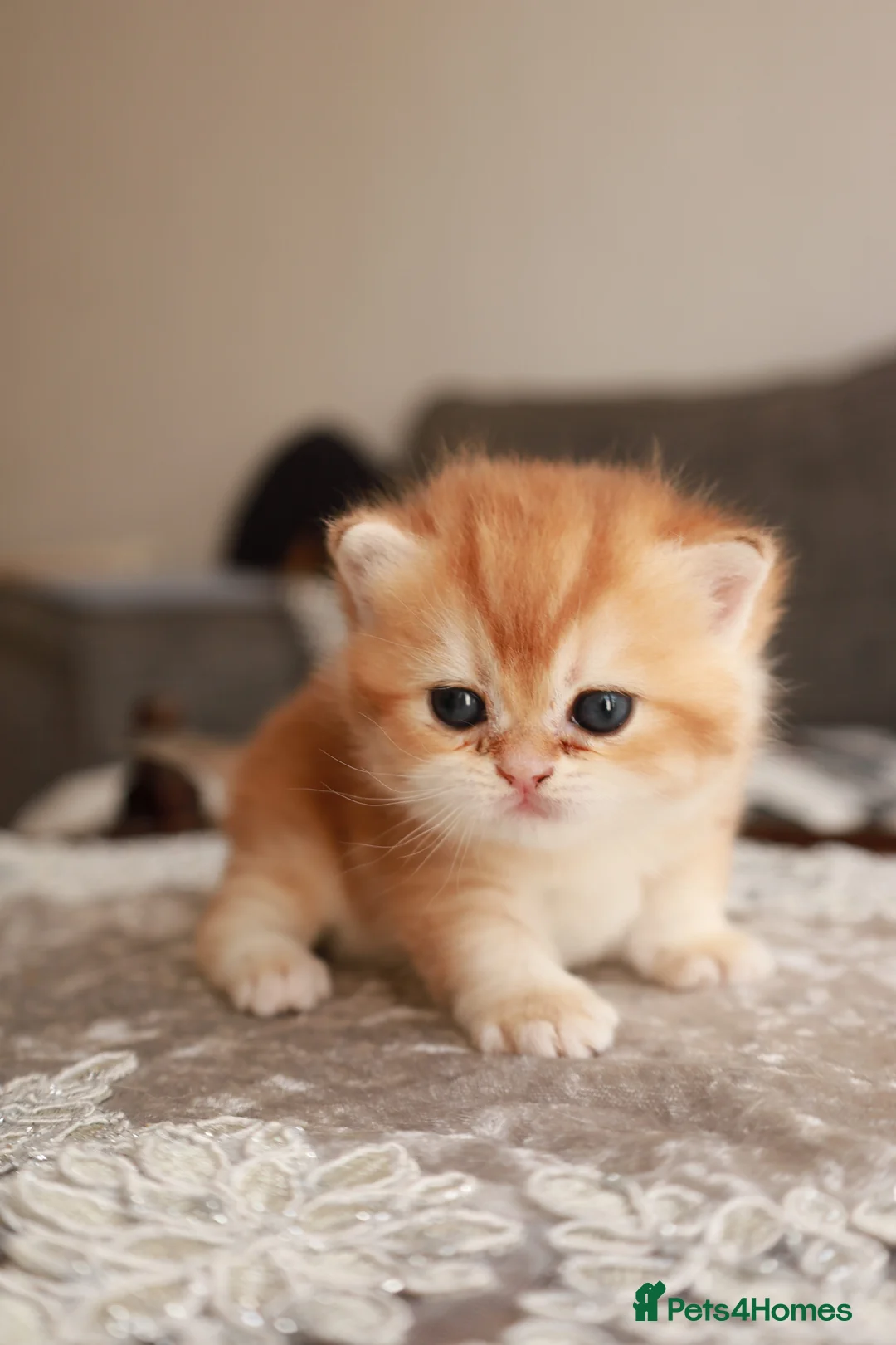 British Longhair cats for sale: chocolate gold N12.TICA reg  - Advert 11