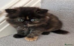 Persian cats for sale: GCCF Registered Persian kittens - Image 2