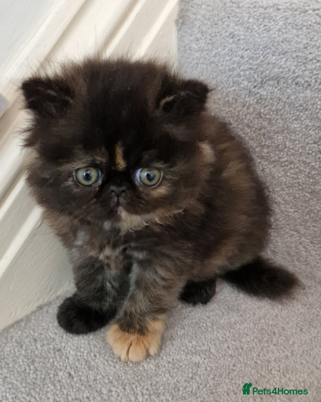 Persian cats for sale: GCCF Registered Persian kittens - Image 2