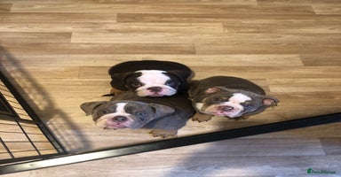 English Bulldog dogs - Advert 3