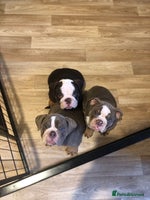 English Bulldog dogs - Advert 3