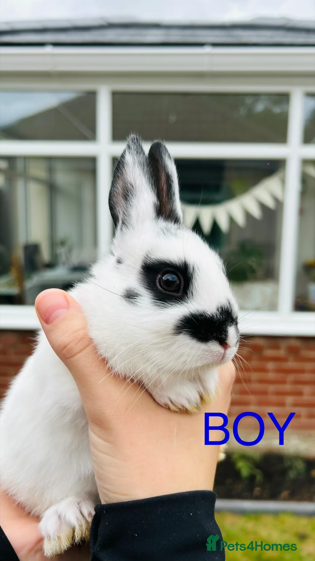 Netherland Dwarf rabbits for sale: Netherlands dwarf bunnies  - Advert 1