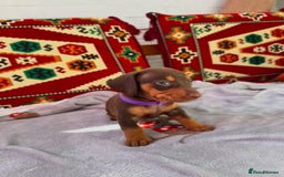 Miniature Dachshund dogs for sale: STUNNING MINIATURE DACHSHUND PUPPIES - Image 6