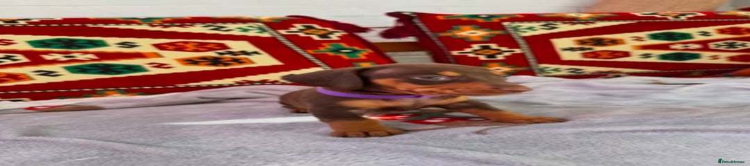 Miniature Dachshund Puppy 6