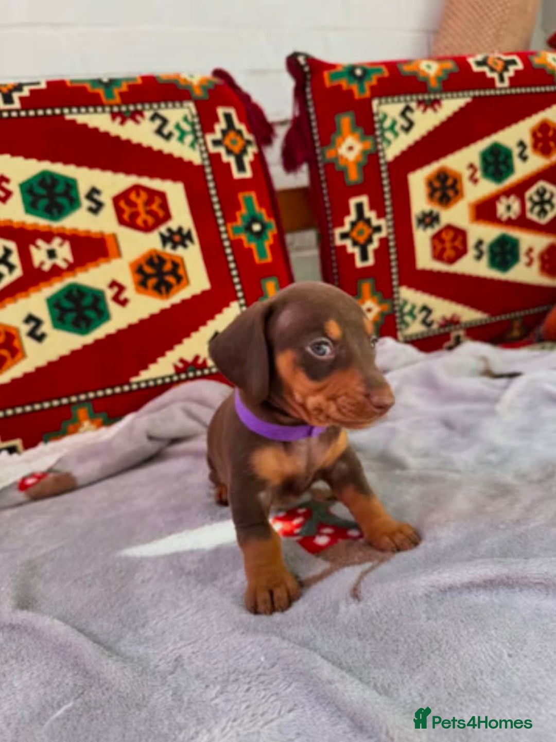 Miniature Dachshund dogs for sale: STUNNING MINIATURE DACHSHUND PUPPIES - Image 6